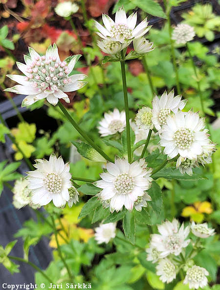 Astrantia major 'Star of Billion', isothtiputki